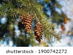 Small photo of Douglas fir pine cones with long tridentine on tree branch. Oregon pine or Columbian pine. An evergreen conifer species in the pine family. Abstract and defocused background. Nature backdrop texture.