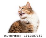 Small photo of Cat chirping or chattering at something. Cute fluffy female kitty sitting and vocalizing with mouth wide open and visible teeth. Concept for why cats chirp sounds or cat talking. Isolated on white.