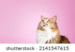 Small photo of Fluffy cat with pink background. Long hair female calico or torbie cat looking up with intense expression or waiting for food. Cute pet on colored background with copy space. Selective focus.