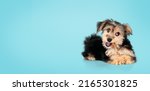 Small photo of Cute puppy with chew stick in mouth on blue background. Fluffy black and brown puppy teething. 4 months old male morkie dog chewing on a dental stick while looking at camera. Selective focus.