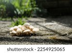 Small photo of Mushrooms growing from under pavement, close up. Group of fungus or fungi with gills growing out of a crack from sidewalk or asphalt. Sign of rooting, decay or moisture bellow ground. Selective focus.