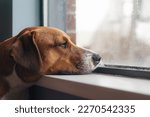 Small photo of Bored dog with head on window sill while looking at the rain outside. Side view of brown puppy dog resting or waiting with elevated head position. 1 year old female Harrier mix dog. Selective focus.