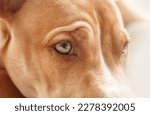 Small photo of Dog close up with focus on eye. Cute puppy dog face frowning with wrinkles. Eyesight or eye vision for dogs concept. 6 month old, female Boxer Pitbull mix dog, brown or fawn. Selective focus.