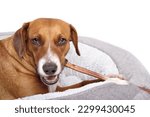 Small photo of Happy dog with chew stick in mouth while looking at camera. Puppy dog lying in dog bed and chewing on a long beef bully stick with visible teeth. 1 year old female Harrier mix dog. Selective focus.