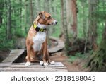 Dog with gps tracker in forest. Puppy dog sitting with tracking collar and bear bell on wooden hiking trail. Forest safety for dog who like to hunt or disappear. Female Harrier mix. Selective focus.