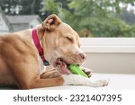 Small photo of Happy dog with chew toy on sofa chair. Side profile of large puppy dog biting on green rubber dental toy with bristle. Safe chew toy selection concept. 1 year old Boxer Pitbull mix. Selective focus.