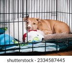 Small photo of Puppy dog inside crate with open door. Cute puppy lying in kennel with bear toy, looking sad or worried. Crate training puppy dog. 12 weeks old female Boxer Pitbull mix puppy. Selective focus