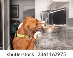 Small photo of Dog stealing food from kitchen counter. Cute puppy dog with head tilted over pet food bowl with raw chicken or wet dog food. Funny counter surfing and bad dog behavior or habit. Selective focus.
