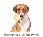 Small photo of Dog with chew ear in mouth looking at camera. Cute puppy dog sitting with large baked water buffalo ear in mouth and funny face expression. Chew fun, dental health or teething. Selective focus.