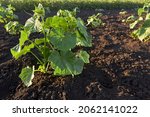 Small photo of The cultivation of cucumbers. Rows of growing cucumber seedlings in the spring in the garden. Young cucumber bushes on a vegetable bed on a sunny day. The theme of gardening, farming, a rich harvest