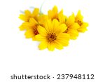 Small Yellow Flower On A White...