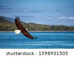 Bald Eagle Is Flying Over The...