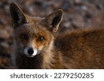Arabian Red Fox with sunny orange eyes at sunrise, Arabian red fox (Vulpes vulpes arabica) is a subspecies of the red fox native to the Arabian Peninsula, from Mount Hermon, Israel, Vulpes vulpes