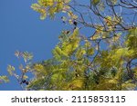 Jacaranda Tree With Leaves And...