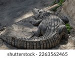 Huge Adult Nil Crocodile, Crocodylus niloticus, six meters in length, rear view	