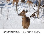 White Tail Deer And Turkeys
