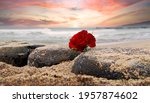 Lonely Red Rose Flower At Beach ...