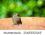 redstart  phoenicurus baby bird ... | Shutterstock . vector #2165352165