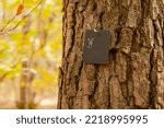 Small photo of natural funeral in woodland, Grave in the forest, Natural burial grave site, showing blank memorial plaque on a tree. copy space for text. tree burial and forest cemetery concept