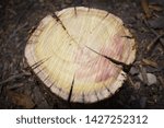 Small photo of spile tree left stump good