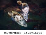 Two fish dancing with each other underwater. Romance moment. The humpback grouper, panther grouper, or (in Australia) barramundi cod