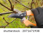 Small photo of Close-up of a female farmer's hand in a black work glove working with a pruner. A gardener will show you how to prune the dry branches of a shrub in autumn using garden shears to prune bushes