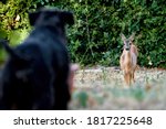 Small photo of Young, Wild European Roe Deer Looking at Home-Raised, Pure-Bred Miniature Black Schnauzer Dog Standing in Blurred Foreground. Beautiful Encounter of Wild and Domesticated Animals. Tuscany, Italy 2020