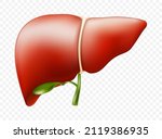 realistic liver anatomy... | Shutterstock .eps vector #2119386935