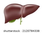 realistic liver anatomy... | Shutterstock .eps vector #2120784338