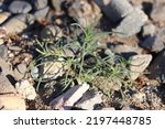 Small photo of Small Green Tumble Weed Russian Thistle Invasive Closeup Close Up