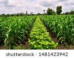 Useful crop rotation in agriculture. maize and Mung bean tree (Vigna radiata). Beautiful farm. Agriculture field. Cultivated field. 