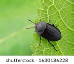 Black Garden Carrion Beetle ...