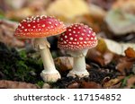 Two Spotted Toadstools In The...