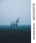 A Horse Walking Alone In The...