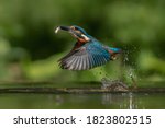 Common European Kingfisher ...