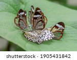 Small photo of Glasswing Butterflies (Greta oto) on a leaf eating a dead The Paper Kite Cannibalism, Dead Meat.