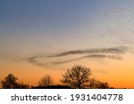 Beautiful large flock of starlings. A flock of starlings birds fly in the Netherlands. During January and February, hundreds of thousands of starlings gathered in huge clouds. Starling murmurations.
