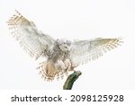 Beautiful The snowy owl (Bubo scandiacus) reaching out to perch on branch. Isolated on a white background.                              