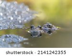 Small photo of Two Common frogs (Rana temporaria) with Spawn during the mating season. Noord Brabant in the Netherlands.