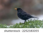 Beautiful Male Blackbird ...