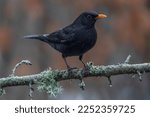 Male Blackbird  Turdus Merula   ...