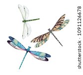 Watercolor Set Of Dragonfly ...