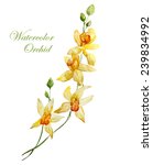 Yellow Orchid  Watercolor ...
