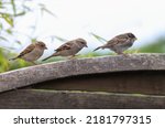 Three Sparrows  Adult And...