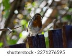 Cute European robin bird perched on fence, backlit by sunshine shining through branches and spotlight bokeh effects. Dublin, Ireland