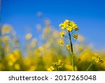 Yellow Rapeseed Flowers In A...