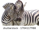 Lovable Zebras In South Africa