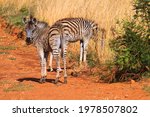 Baby Zebra In Groenkloof...