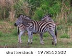 2 Zebras In Groenkloof Reserve  ...