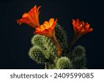 Small photo of An enchanting trio, Echinacea's orange blooms dance in harmonious splendor, a vibrant chorus in nature's garden.